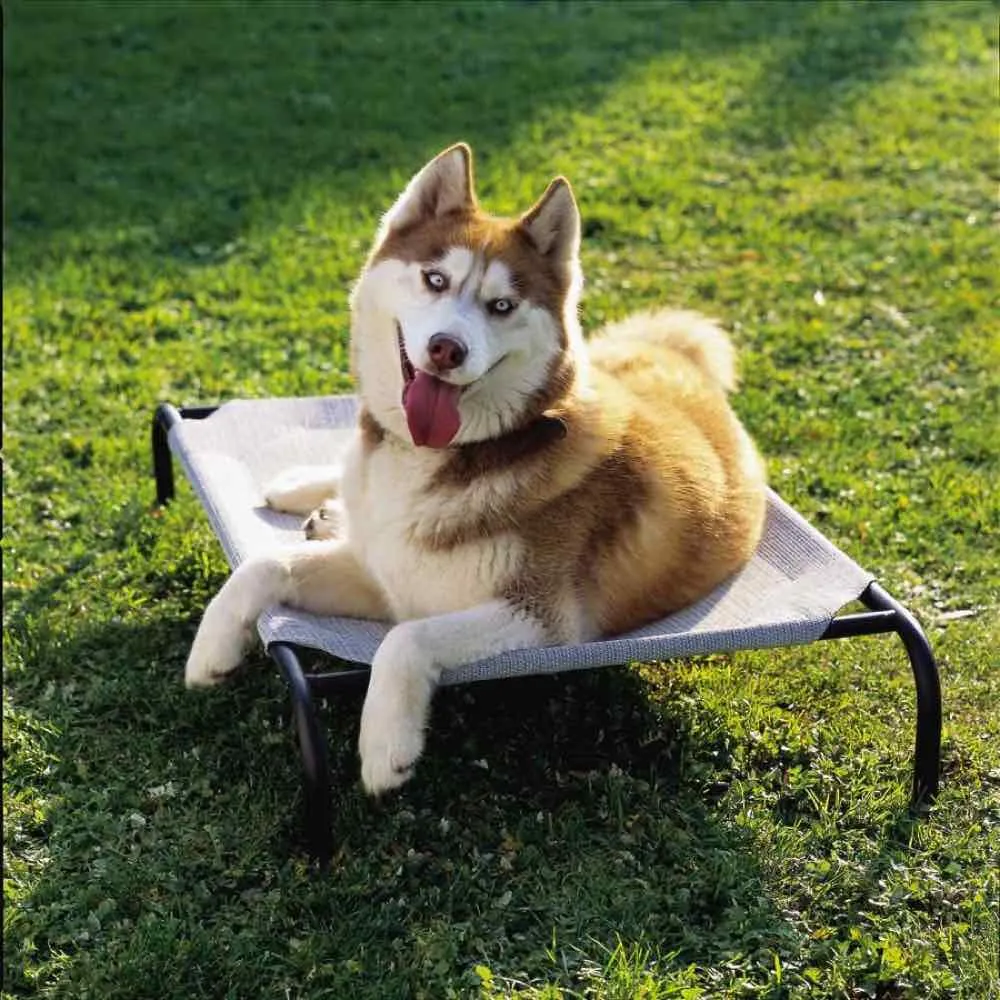 15% OFF: Coolaroo Elevated Knitted Fabric Pet Bed - Light Grey