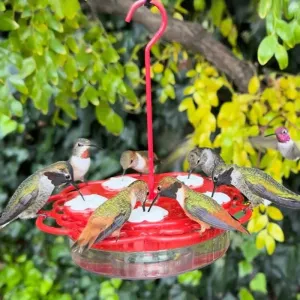 2-in-1 Plastic Dish Hummingbird Feeder