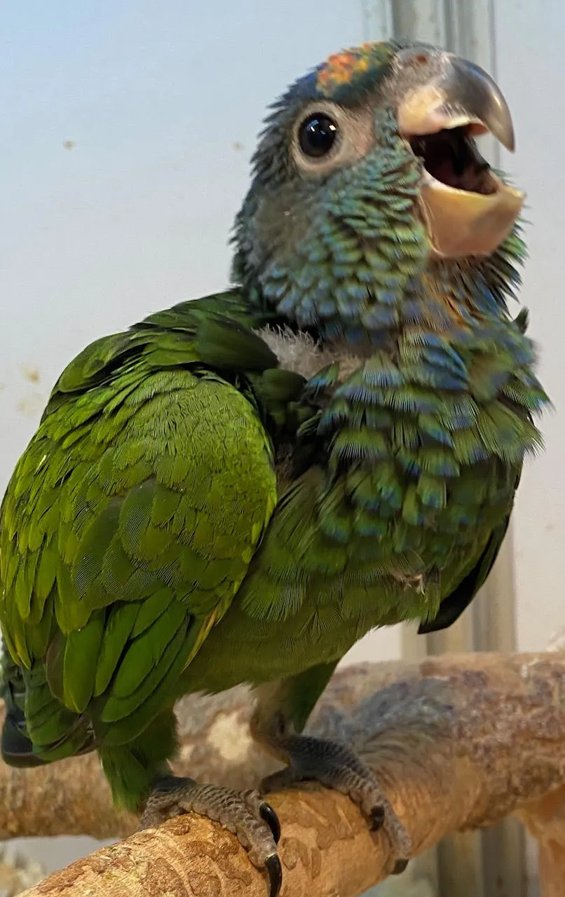 Baby Blue Headed Pionus Parrot