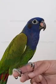 Baby Blue Headed Pionus Parrot