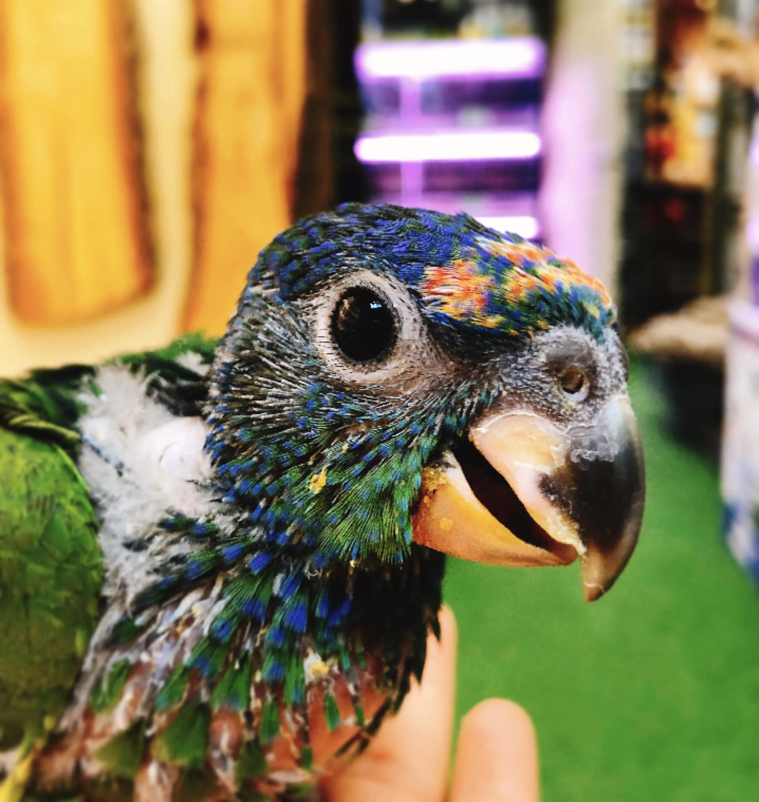 Baby Blue Headed Pionus Parrot