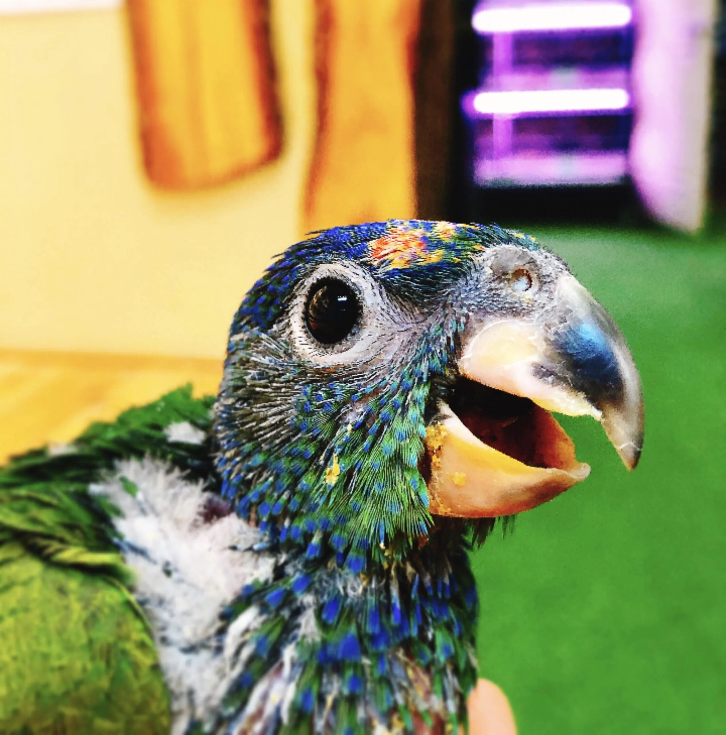 Baby Blue Headed Pionus Parrot