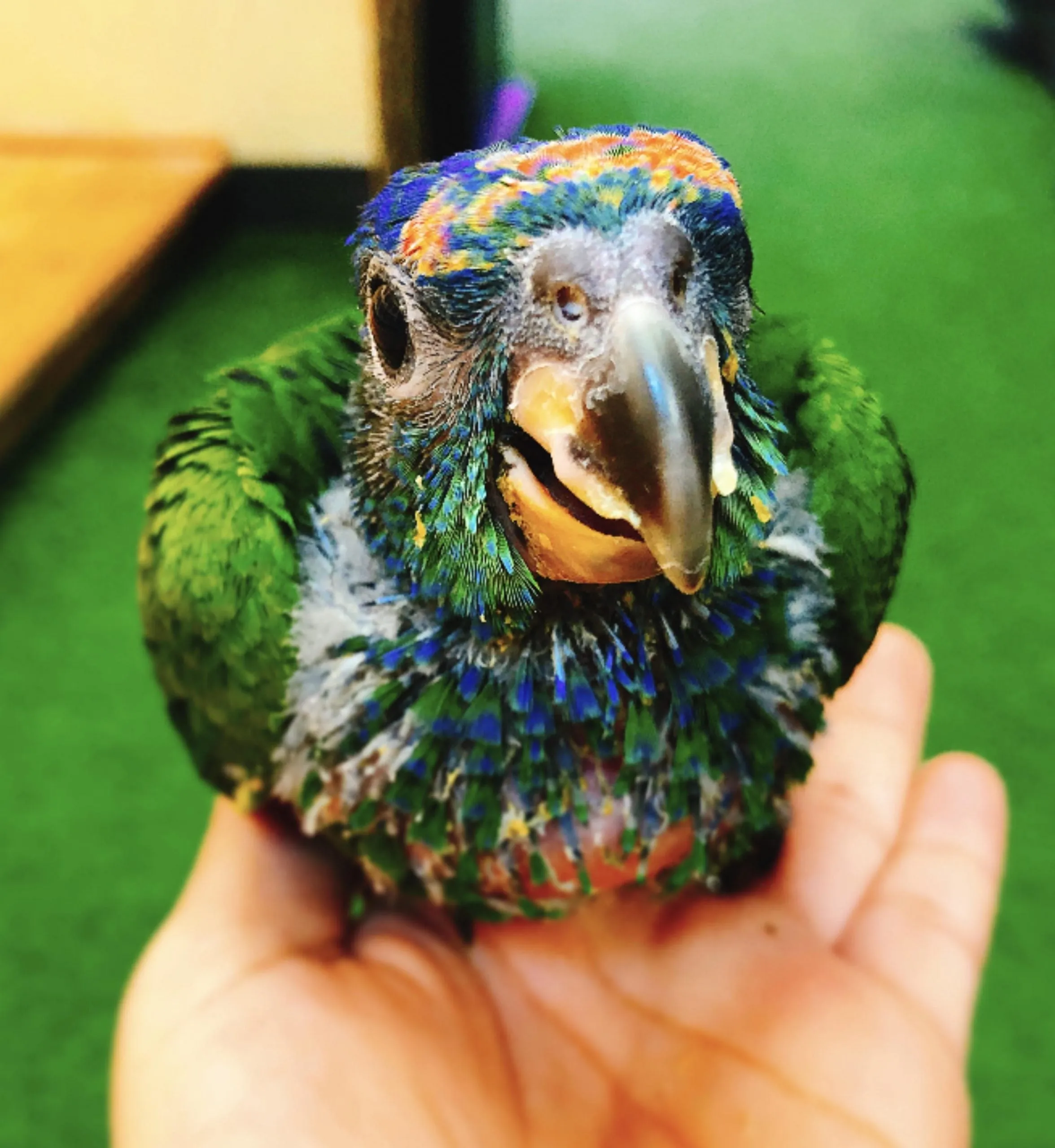 Baby Blue Headed Pionus Parrot