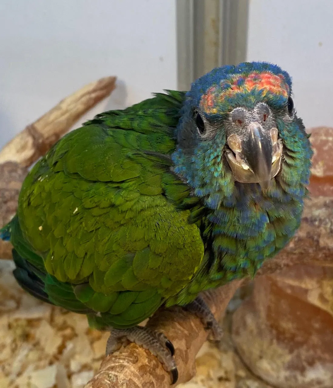 Baby Blue Headed Pionus Parrot