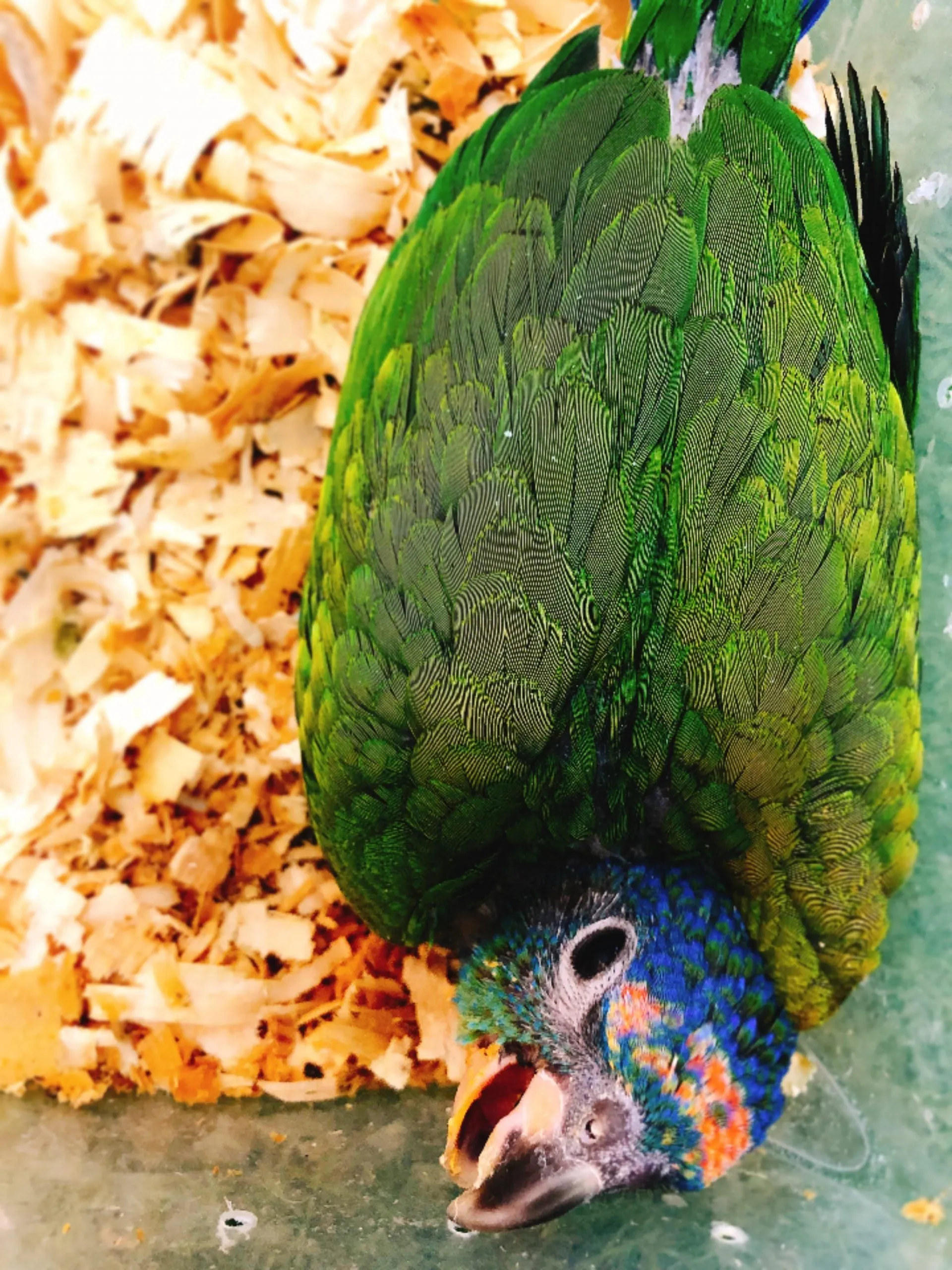 Baby Blue Headed Pionus Parrot