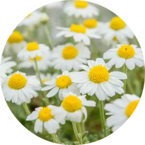 Chamomile Essential Oil - Living Libations