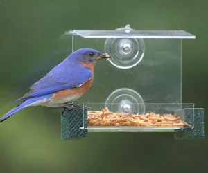 Mini Green Window Feeder