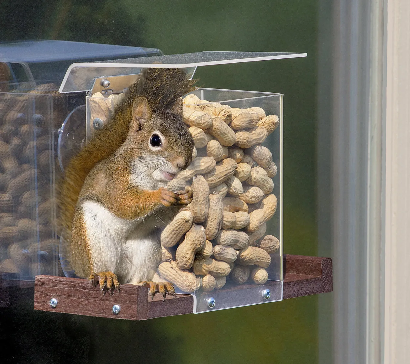 Pandora's Box Window Squirrel Feeder