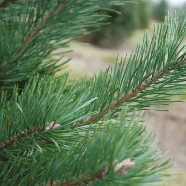 Scots Pine Reed Diffuser