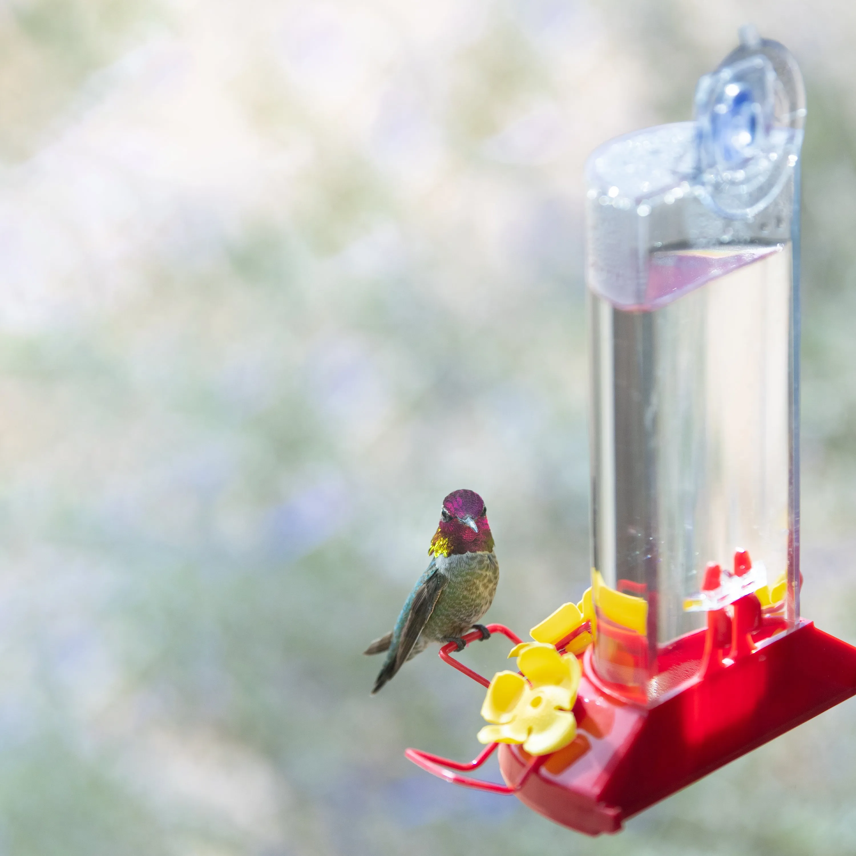 Window Mount Feeder